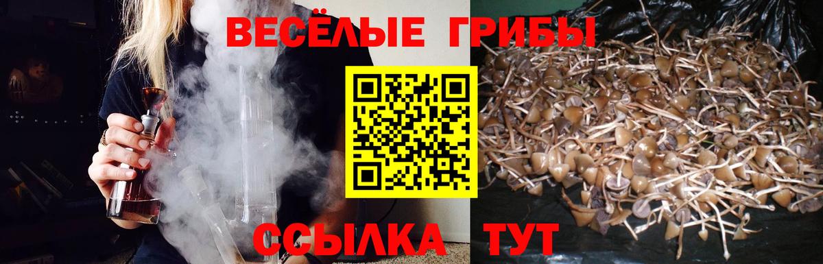 Псилоцибиновые грибы Psilocybe Фурманов